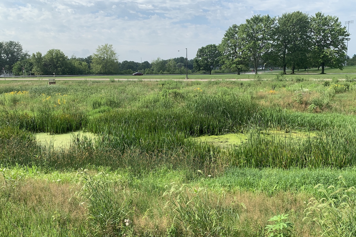 A wetland is surrounded by cattails and green lush wetland plants next to a roadway with a car travelling to the left. Overhead is a bright partly cloudy sky.