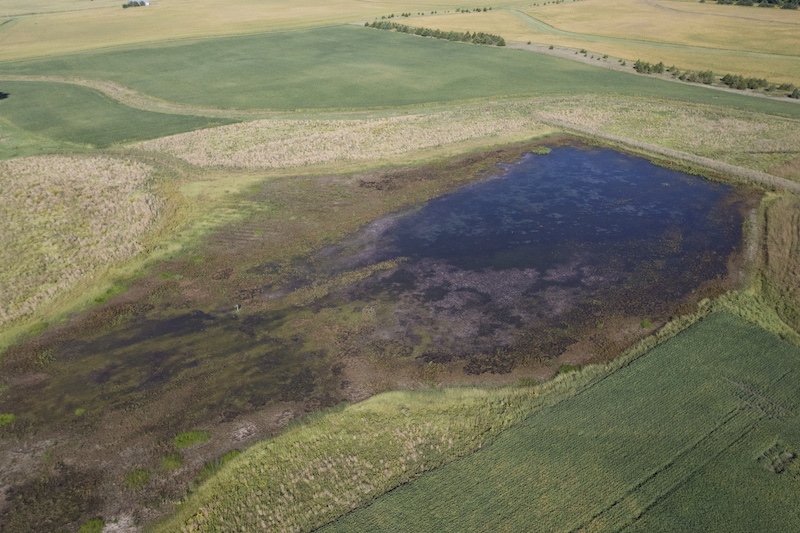 An aerial view of a wetland during the summer. Lush green agricultural fields frame the wetland.