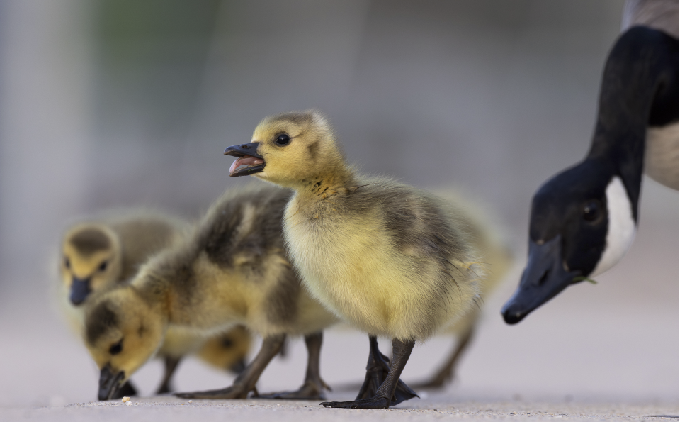 Three young Canada goose goslings stand near their parent.
