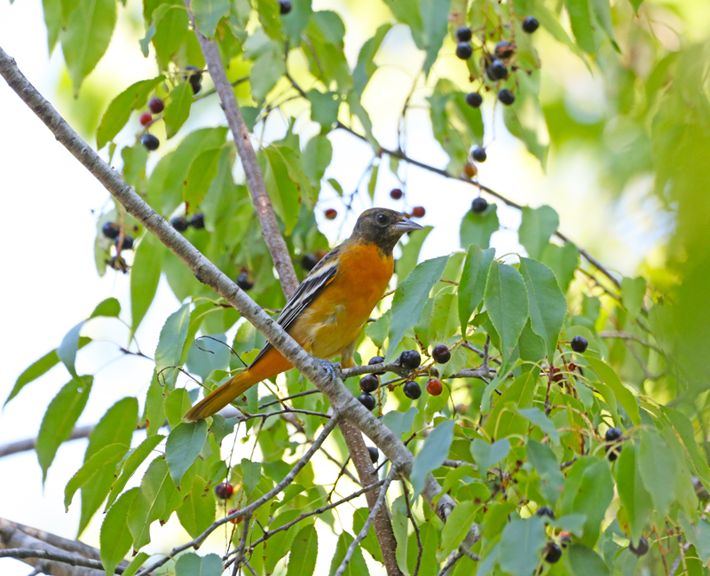 A Baltimore oriole sits in a cherry tree.
