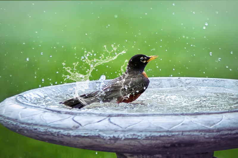 A male American robin takes a bath in a stone bird bath.