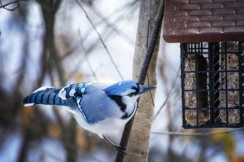 A bluejay checks out a suet feeder.