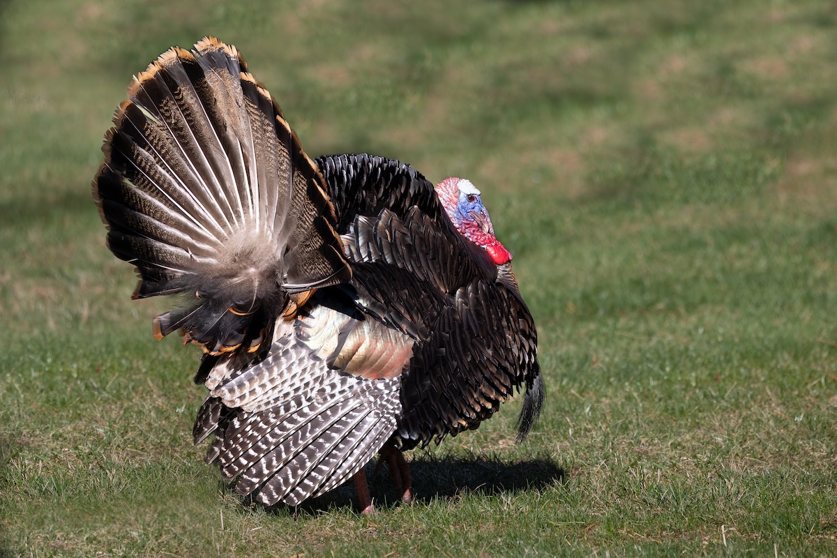 An adult male wild turkey with his tail feathers fanned and feathers puffed in full mating display.