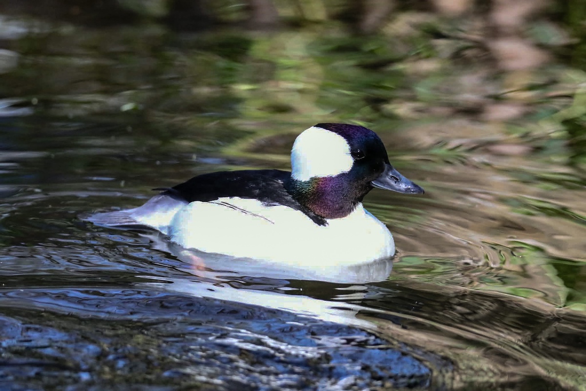 A close-up of a black and white duck swimming on a body of water.