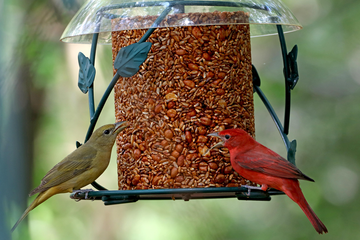 A male and female summer tanager sit on a bird feeder.