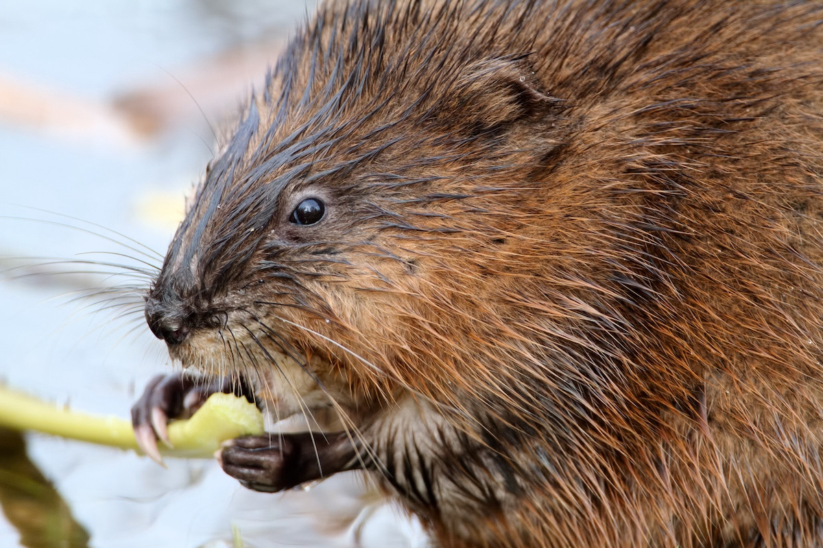 A close-up of a brown muskrat eating a green plant stalk.