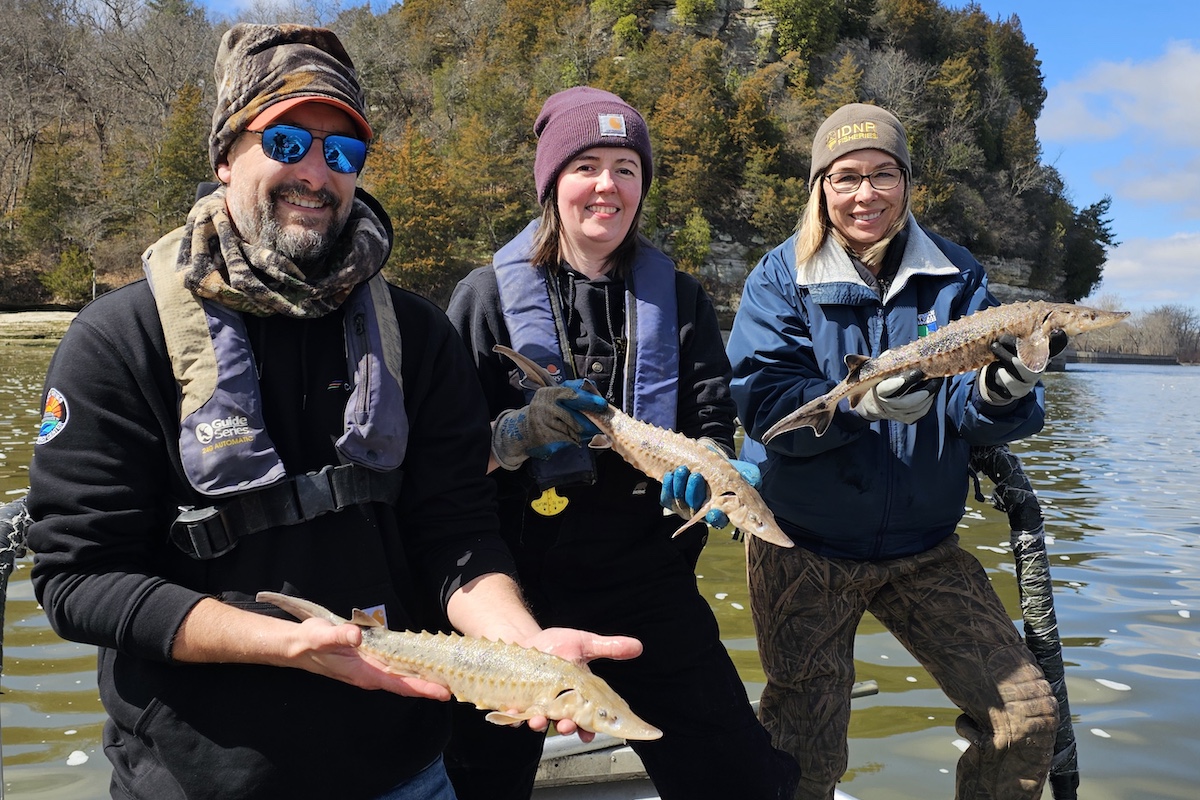 Three people in cool weather gear stand on a boat on a river while each one holds a tan fish with a snout and forked tail fins. In the background is a limestone bluff rising above the river. Woodland fills the shoreline below the bluff.