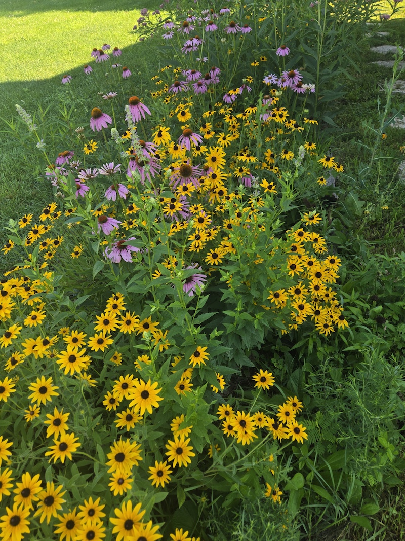 Various yellow, pink and purple blooms fill a pollinator garden in a residential lawn.
