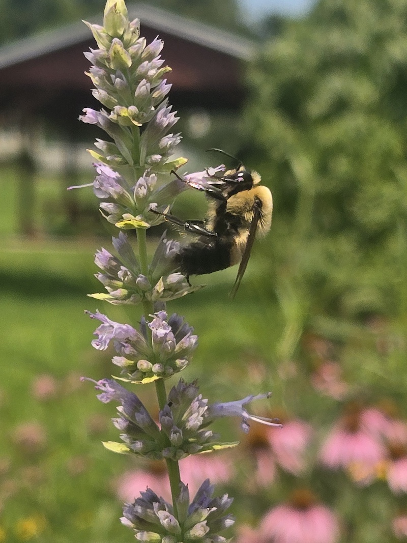 A close up view of a yellow and black bumblebee nectaring on a tall spike of purple flowers on a wild prairie plant. In the background is a residential yard with a pavilion. An evergreen tree is to the right.