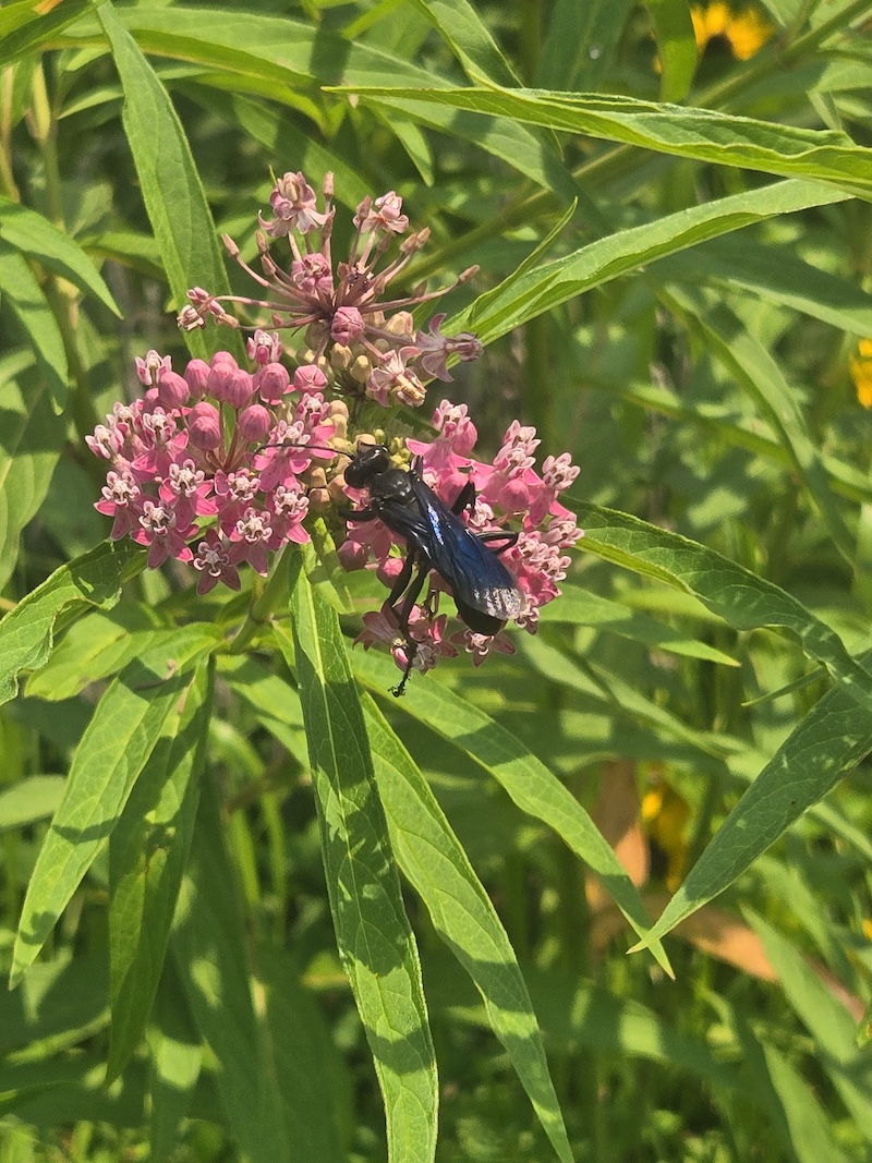A close up of a black, iridescent wasp nectaring on a cluster of pink blossoms on the tip of a green leafy prairie plant. Surrounding the plant is green vegetation.