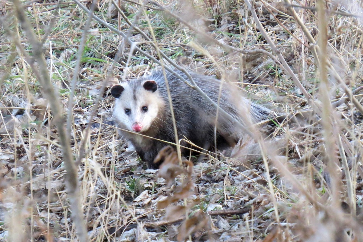 A gray and white Virginia opossum pauses while walking through a grassy area.