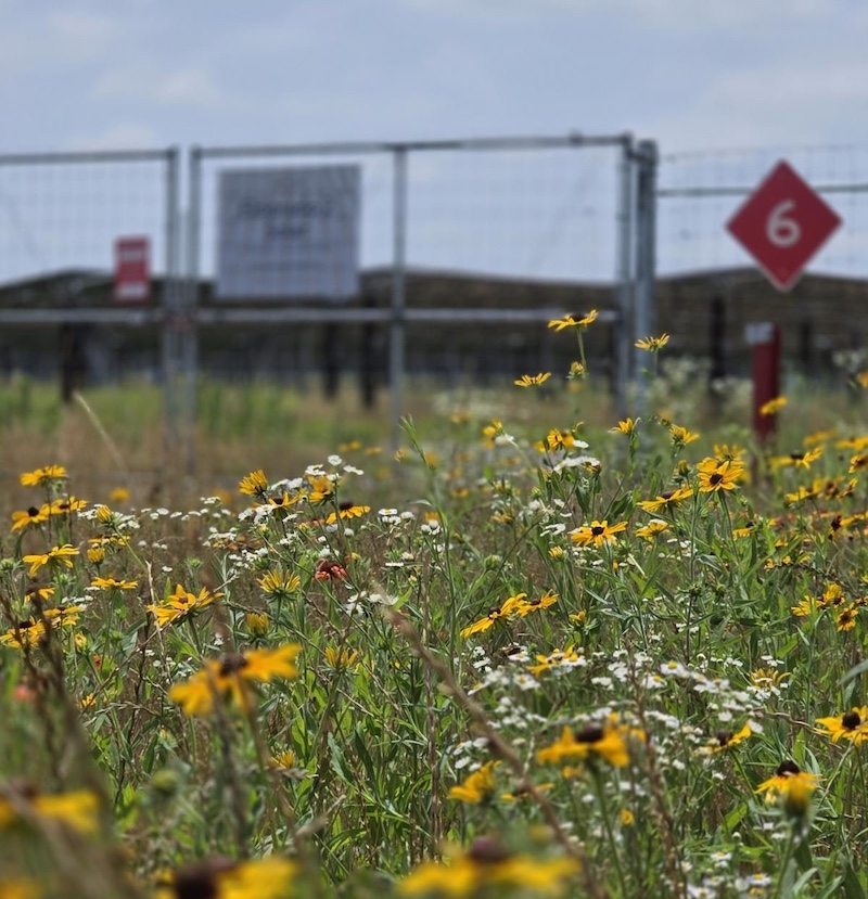 Yellow and white prairie flowers fill a space in front of a wire mesh fence containing a solar array. A partly cloudy sky is overhead.