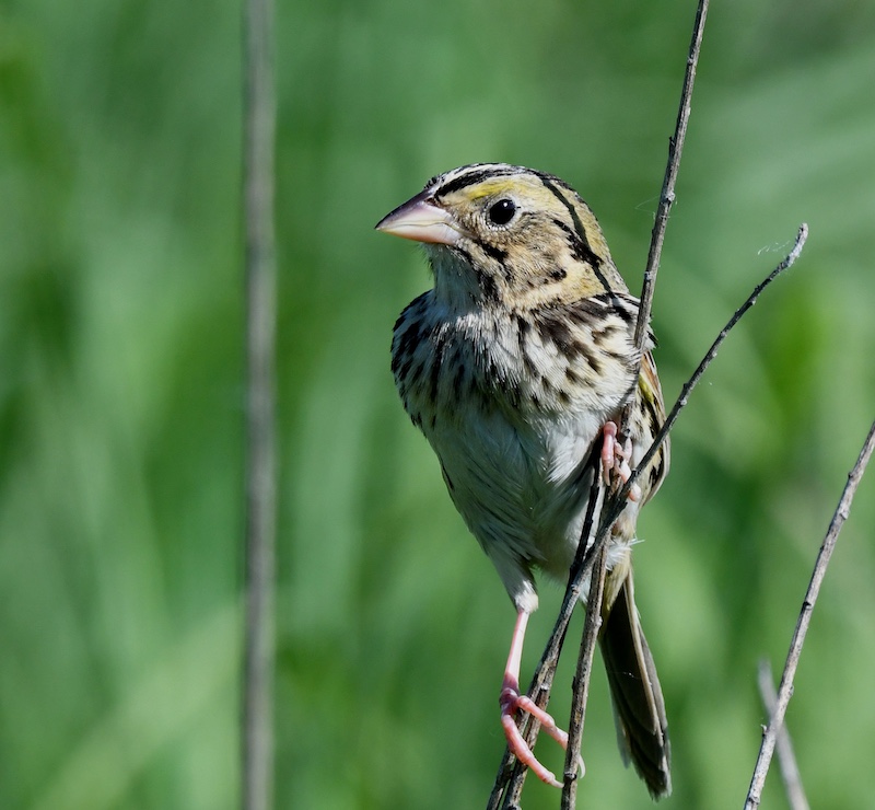 A tan and brown striped songbird perched on a brown plant stem.