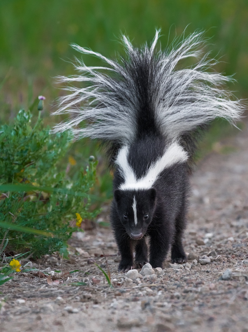 A black and white striped skunk walks along the edge of a gravel road. A grassy roadside is to the left. The skunk looks forward, and its tail stands straight up.