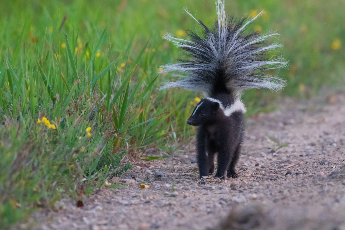 A black and white skunk walks along the edge of a gravel road next to a grassy roadside. The skunk has pointed its tail up and is looking to the left.