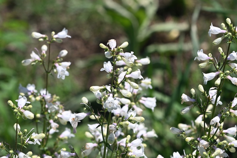 A close up of spikes of white tubular flowers of prairie plants. In the background is green vegetation.