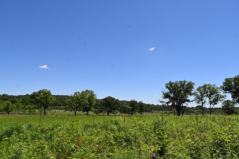 A grassland with a few trees interspersed throughout. Overhead is a bright blue sky. In the distance are bluffs covered in woodlands.