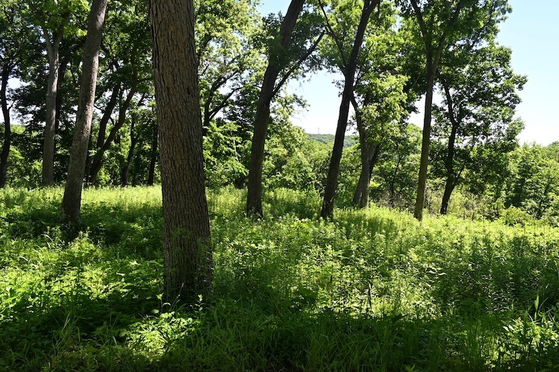 A woodland on a hilltop. Sunlight filters down to green vegetation on the forest floor. Bright blue sky can be seen peeking in-between the trees' canopies.