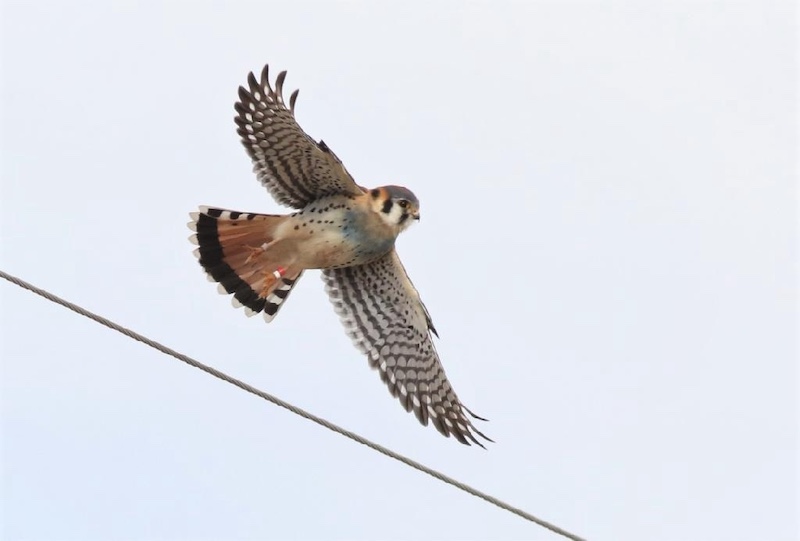 A small tan, brown, black and white hawk files against a gray sky near a power line cable.