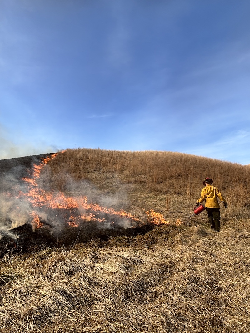 A person wearing flame resistant gear spreads fire with a red drip torch on a prairie where a prescribed burn is being conducted. A line of fire separates the left side and right side of the prairie.The left side is black and gray with ash because it was just burned. On the right side are tall tan and brown grasses.