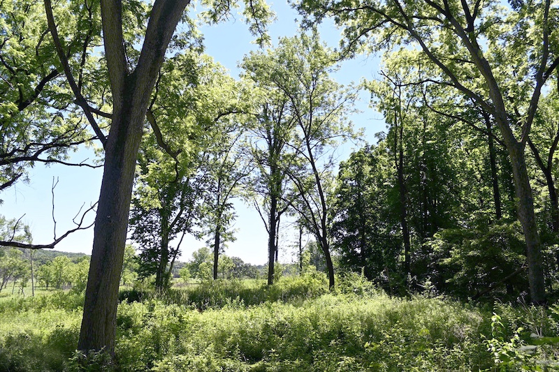A view looking out over a flat grassland with  a few trees interspersed. A woodland is to the right. A bright blue sky is overhead.