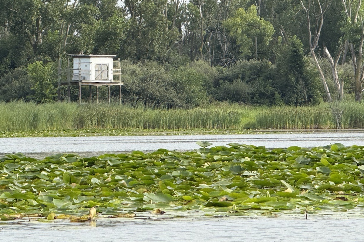 A wooden shed installed on a platform held above a wetland by wooden posts. In the background is a woodland. A patch of waterlilies are floating on the wetland in the foreground.