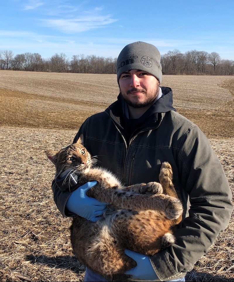 A biologist wearing a gray coat and gray stocking hat stands and holds with both arms a brown, black and tan bobcat. In the background is a harvested agricultural field with trees bordering the field. A bright blue sky is overhead.