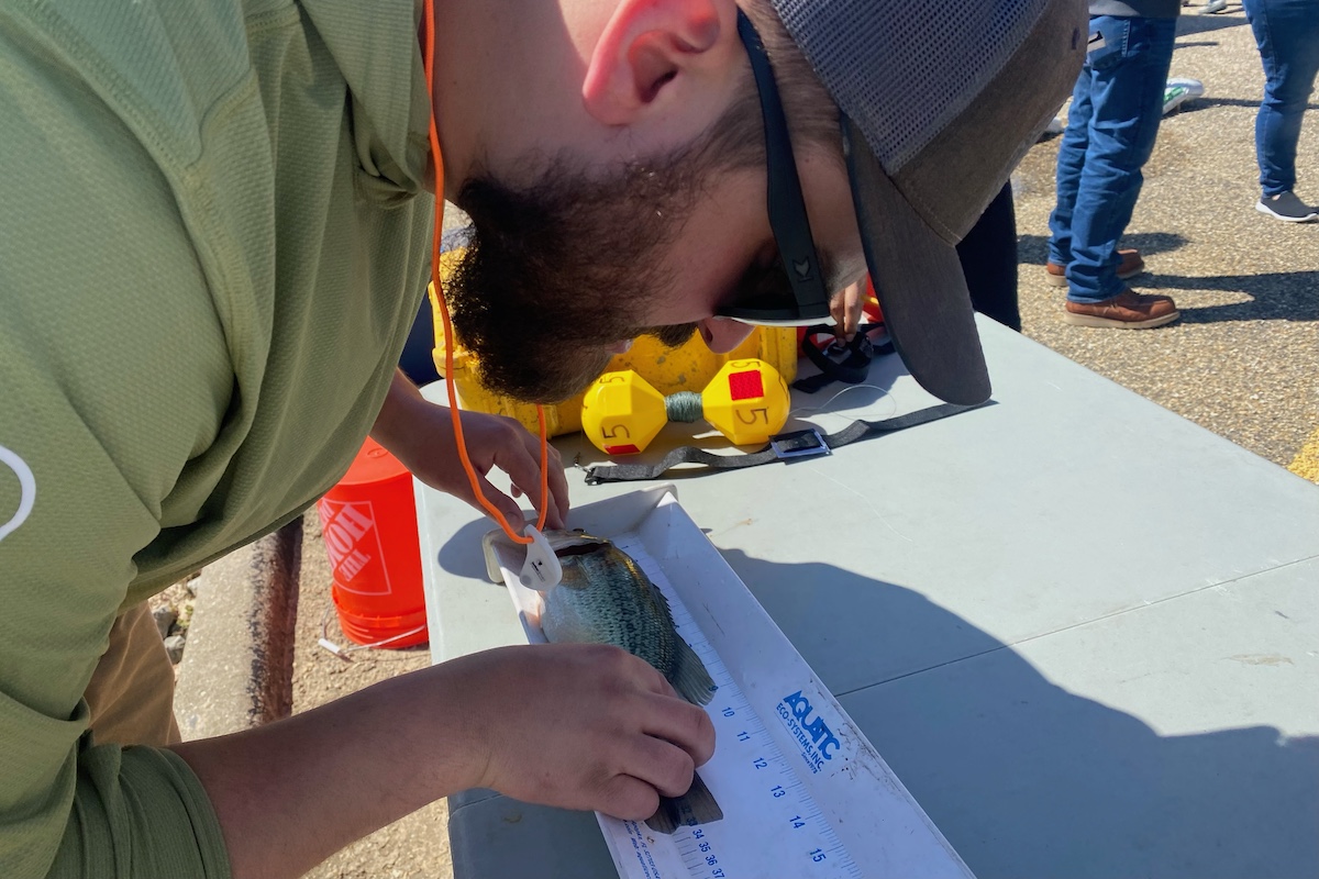 Man wearing green holding a fish against a white board that it marked off in inches.