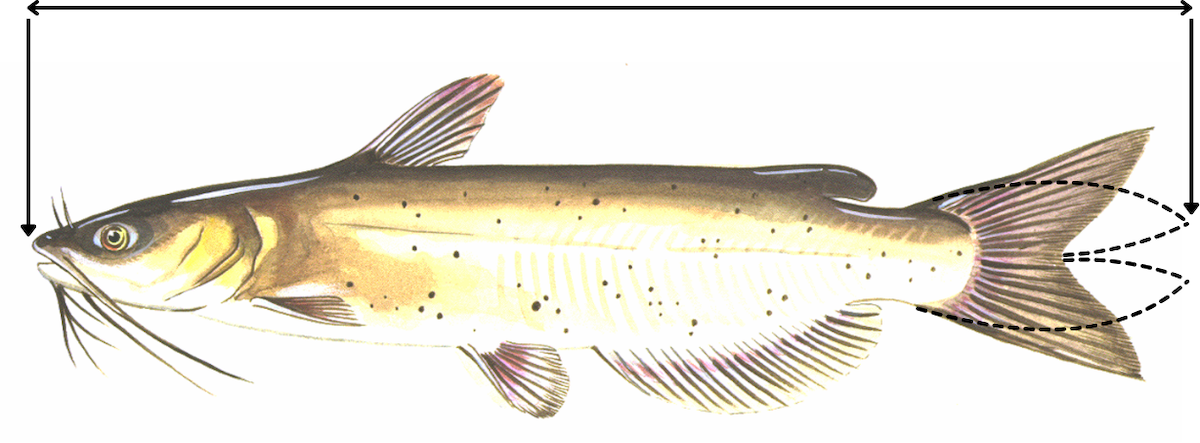 An illustration of a tan and gray catfish with lines indicating the front of the face, the length of the fish and the end of the tail fin with the lobes held together for maximum extension. 