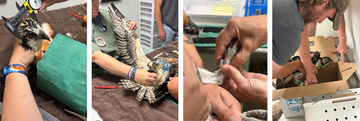 A collage of four photos showing the process of researchers examining and measuring a hawk and fitting it with an identifying metal leg band. Finally, the hawk is placed in a temporary cardboard carrier.