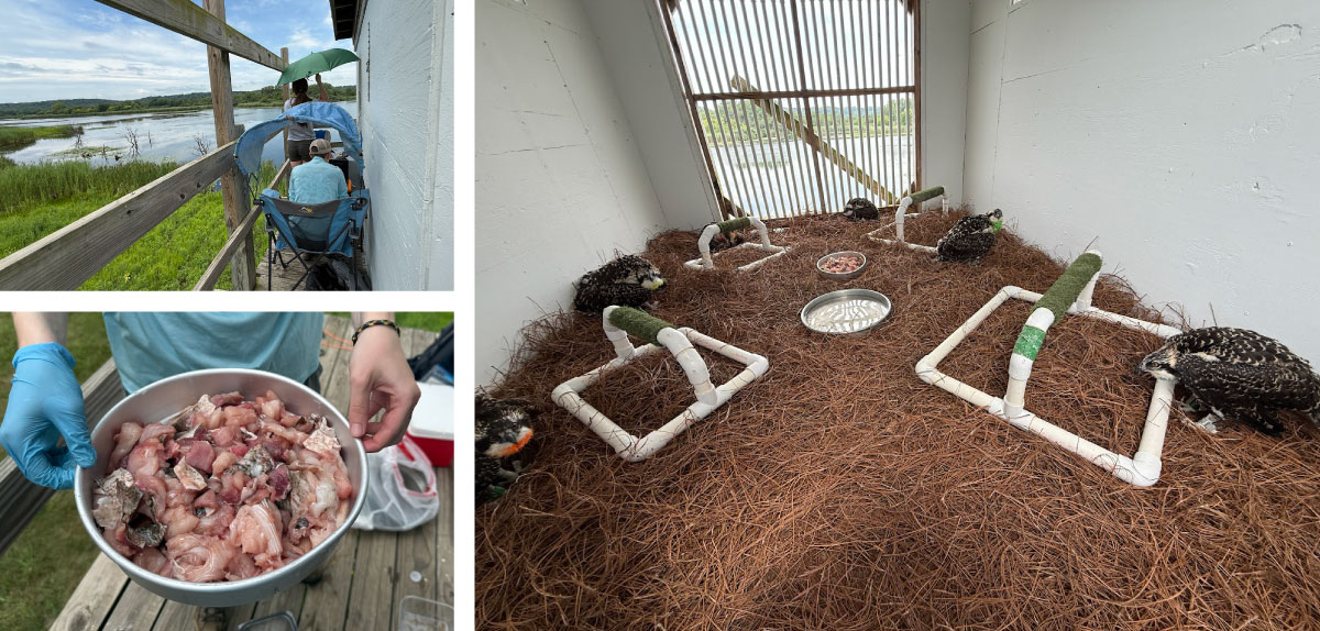 A collage of three photos. One photo shows two student technicians. One is standing under an umbrella. The other is sitting under shade and looking at a device. Both are on a wooden platform over a wetland. The next photo is a close up of a bowl being held up by a student technician of bite-sized portions of raw fish to feed hawk chicks. The last photo shows six brown and white hawk chicks in a wooden structure. Food and water is in the center of the wooden structure.