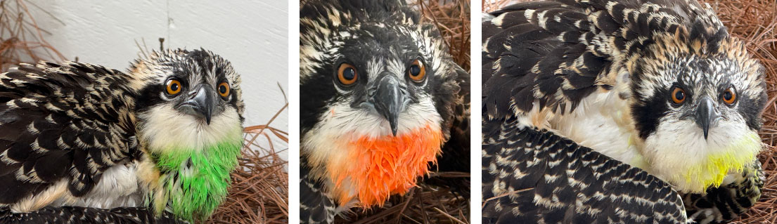 A collage of three close-up photos of brown and white hawks painted with temporary colors on their breast to help researchers identify each one.