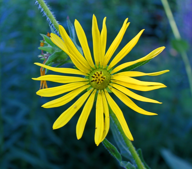 A close-up of a yellow daisy-like flower with a green center. Green vegetation is in the background.