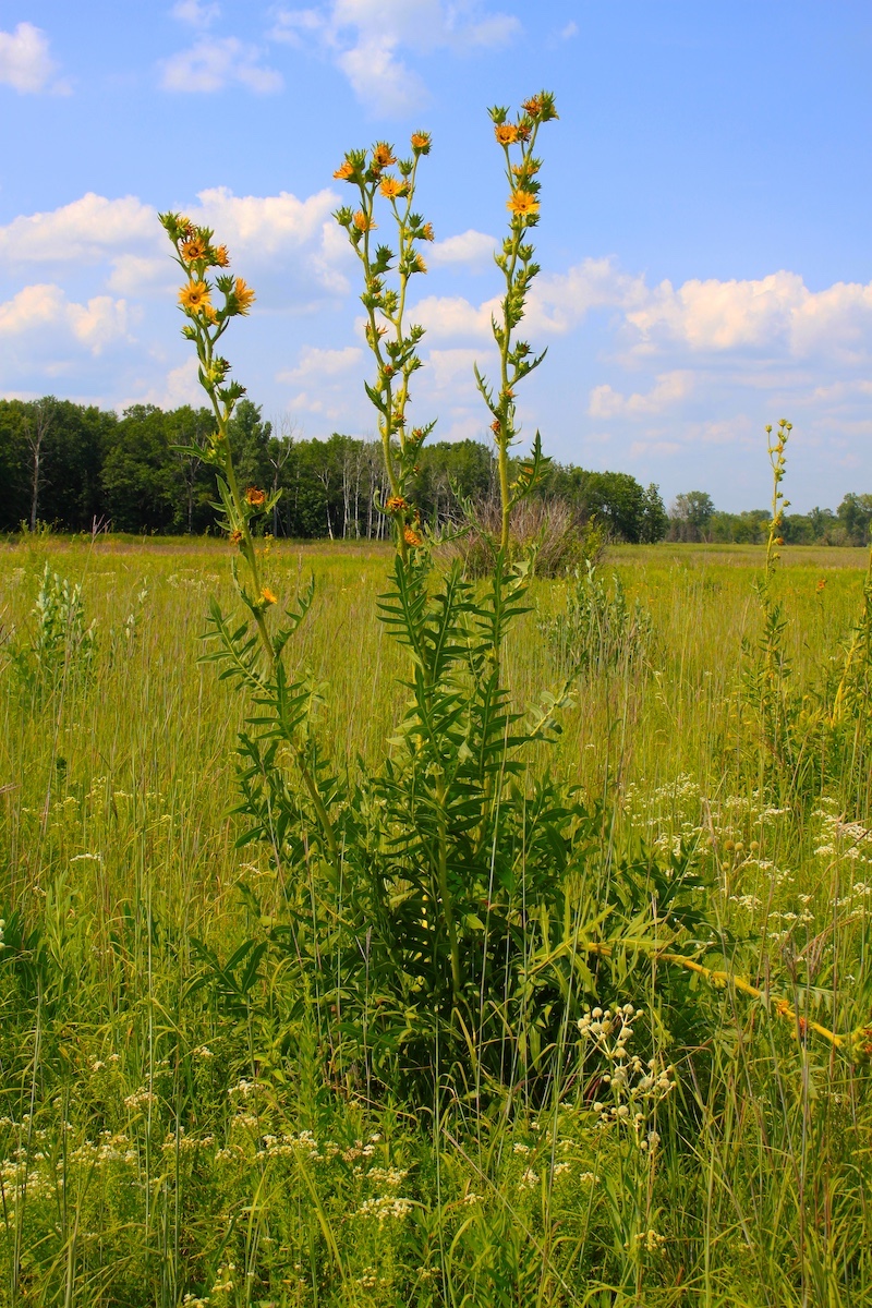 A tall plant with yellow daisy-like flowers at the top of three stalks stands out in a prairie. the plant has deeply lobed leaves on the stems near the base of the plant. In the background is a woodland, and a bright partly cloudy sky is overhead.