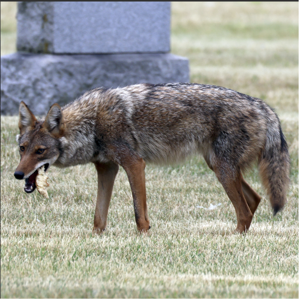 A coyote standing in a cemetery with a tombstone in the background has a large piece of bread hanging out of its mouth.