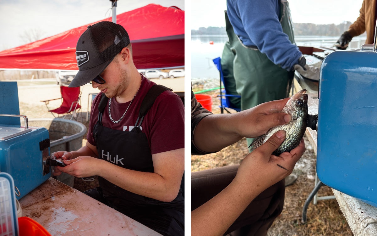 A collage of two photos aligned in a row, side-by-side. The photo on the left is of a researcher holds a fish close to a blue box. In the background is a red canopy tent. A parking lot can be seen beyond the tent. The photo on the right is a close up of a fish being held up next to a blue box by a researcher. Two other researchers are close by. A lake can be seen in the background.