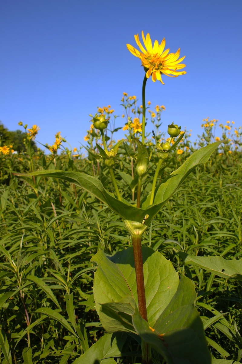 A bright yellow daisy-like flower at the top of a tall prairie plant glows against a bright blue sky. In the background are more yellow flowers and prairie vegetation.