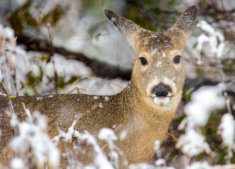 A close up portrait of a tan and brown white-tailed deer standing in a snowy landscape.