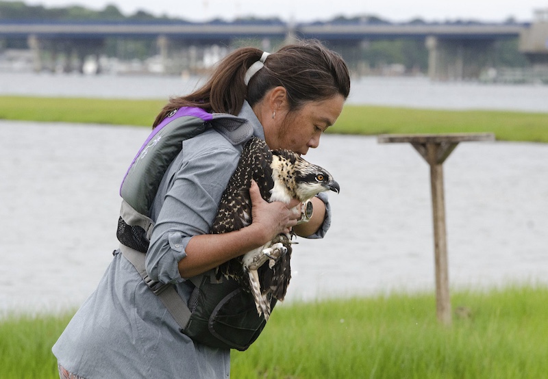 A researcher holds a brown and white hawk to her chest with both hands. In the background is a bridge over a waterway.