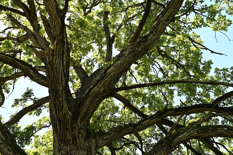 A viewing looking up through the branches of a large tree at the lush green leafy canopy above. A bright blue sky can be seen peeking through the leaves.