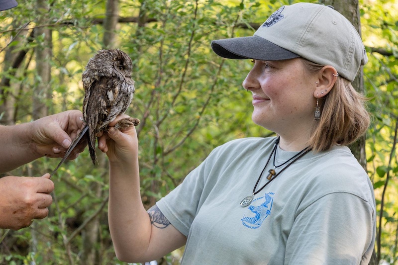 A researcher holds a small gray, brown and tan owl while another researcher measures its tail length. In the background is a brushy woodland.