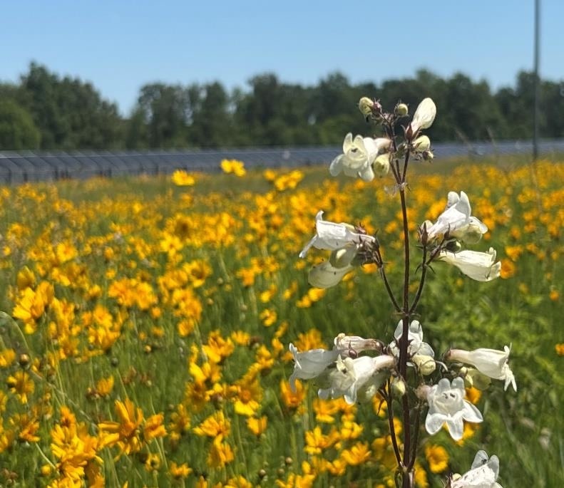 A close-up of several tubular white flowers grouped around the top of a stalk of a prairie plant. In the background is a field of yellow daisy-like flowers. In the distance is a solar array in front of a line of trees. A bright blue sky is overhead.
