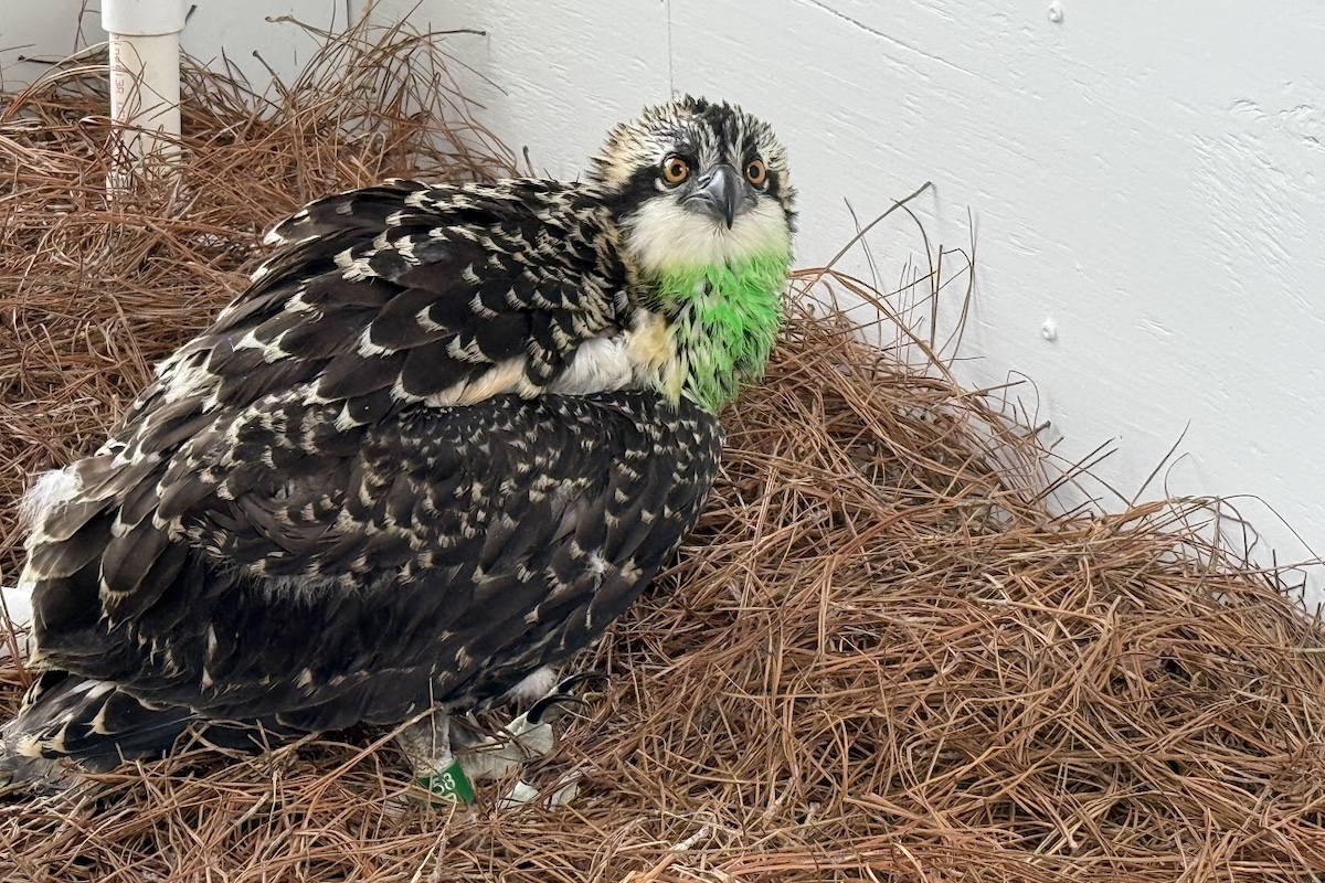 A brown and white hawk is resting in brown pine needles. Green temporary paint is applied to the hawk's breast to help researchers identify the bird.