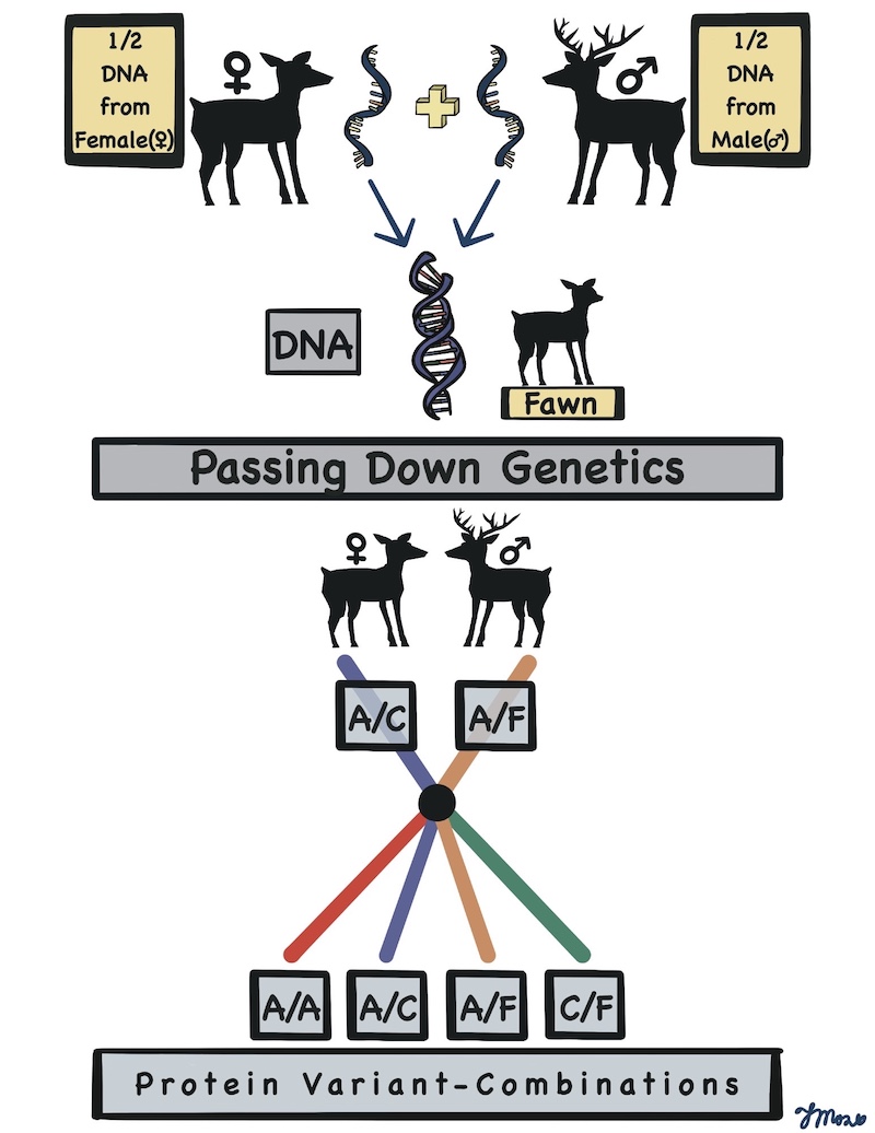 An illustration showing a diagram of how one half of the DNA from the female deer combines with one half of the DNA from the male deer to create offspring. Below that is another illustration that shows the passing down of genetics. The female deer has A/C protein variant-combinations and the male deer has A/F protein variant combinations. Any offspring they produce may have A/A, A/C, A/F or C/F protein variant combinations.