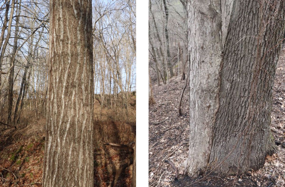 Two photos side-by-side showing the bark on two different tree trunks. 