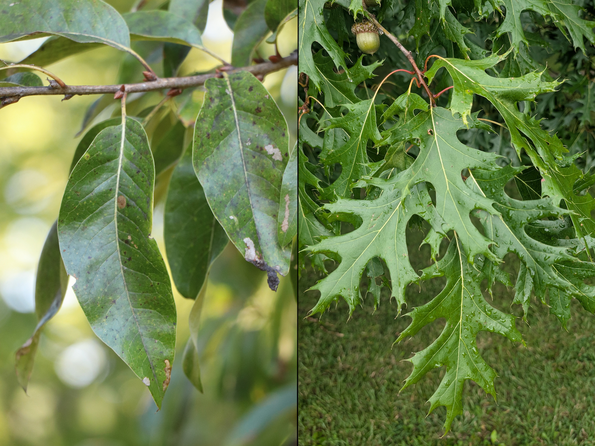 Two photos, side-by-side showing two different species of red oak trees' leaves. The leaves on the left are oval shaped with sharp points on the ends, and the leaves on the right are deeply lobed with sharp points on the ends.