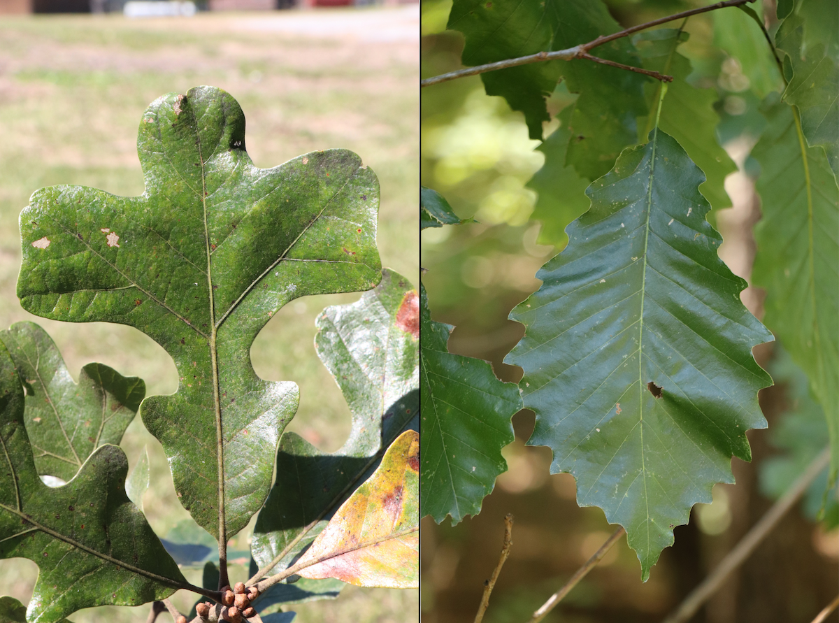 Two photos, side-by-side showing two different species of white oak trees' leaves. The leaves on the left are deep rounded lobes, and the leaves on the right have rounded serration around the edges of the leaves.