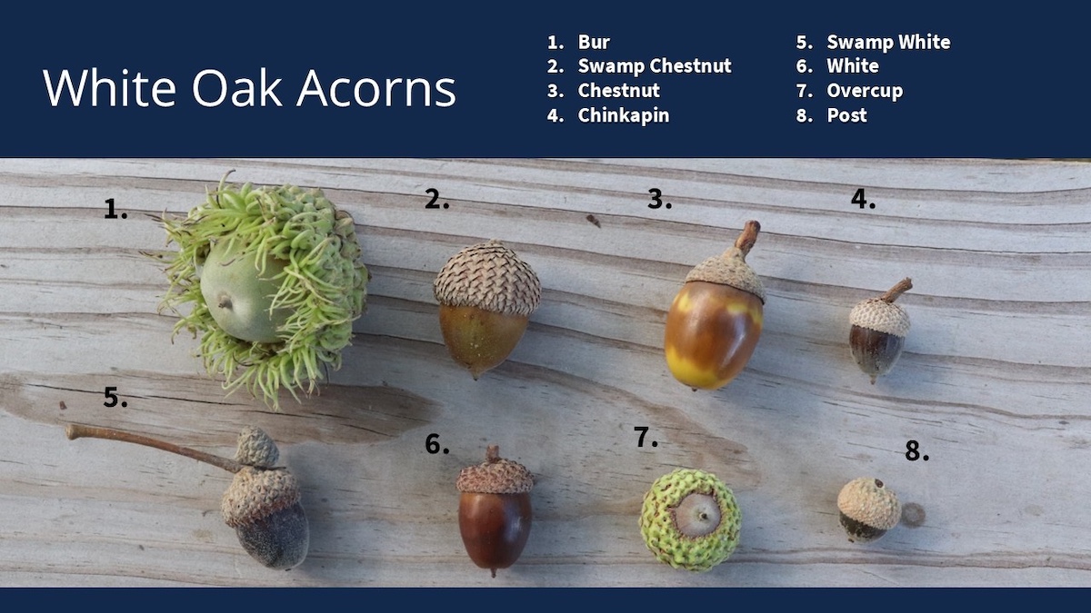 A graphic showing acorns of eight different species of oak trees. The species of oak trees includes bur, swamp chestnut, chestnut, chinkapin, swamp white, white, overlap and post.