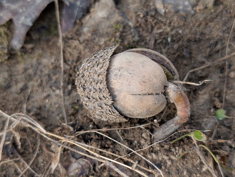 An acorn germinates on top of brown soil.