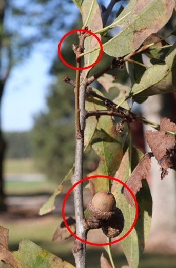 A graphic indicating with red circles acorns on the end of the oak tree branch and second year mature acorns on the bottom of the tree branch.